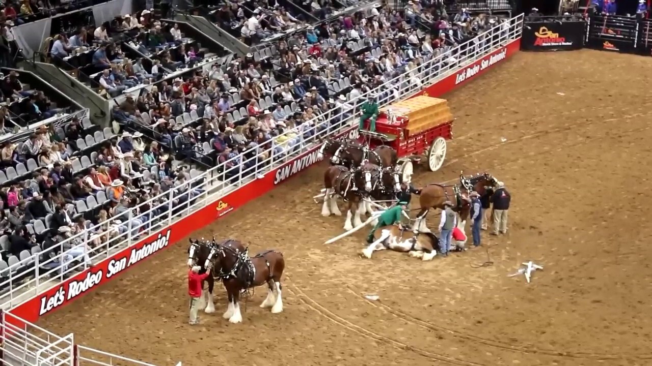Budweiser Clydesdales get tangled up during Texas rodeo and stock show