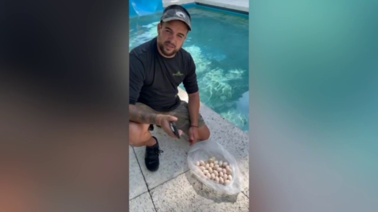Игуана във Флорида се забива във водна пързалка, снася 30 яйца в плувен басейн на курорта