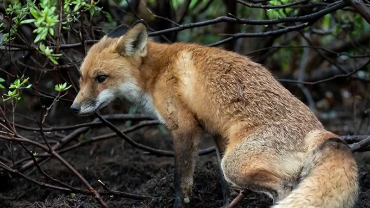 'Capitol fox' euthanized after running wild on Capitol Hill