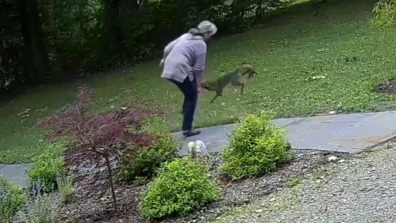 Rabid fox repeatedly bites woman in frenzied attack