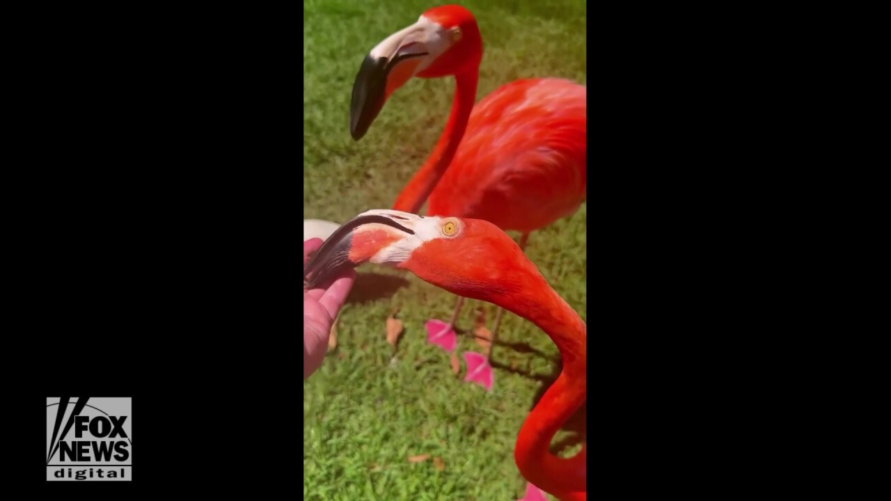 Beautiful flamingos enjoy snacks fed by hand