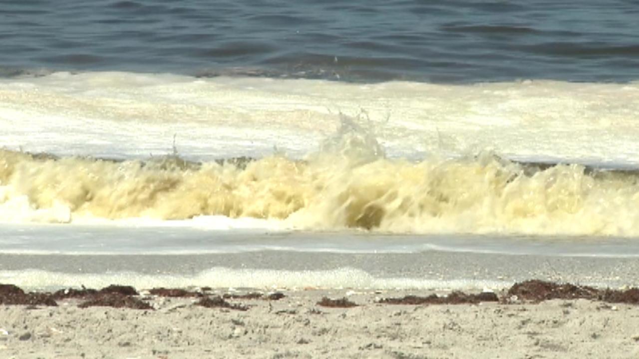 Red tide killing Florida marine animals in record numbers