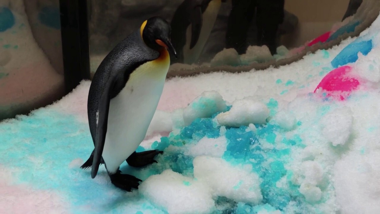 At Melbourne Aquarium, young penguin's gender is revealed