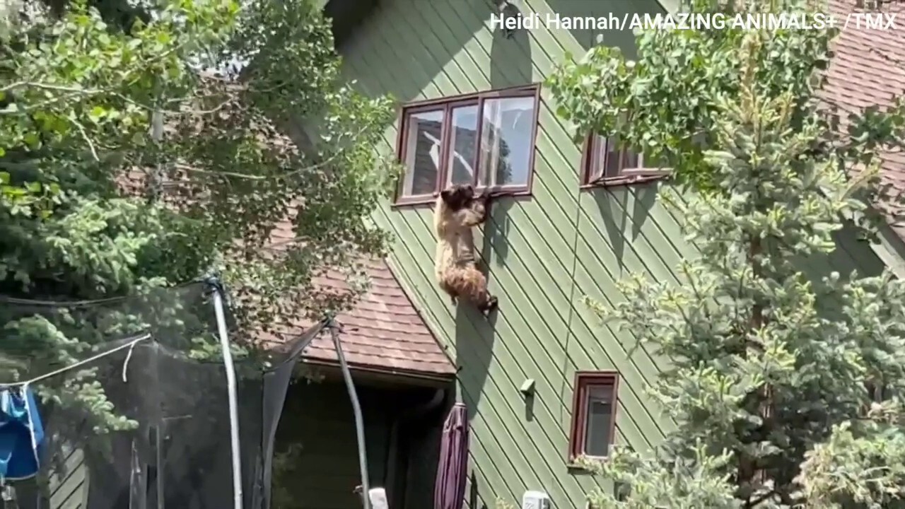 Bear climbs through Colorado house's window —see the wild video! 