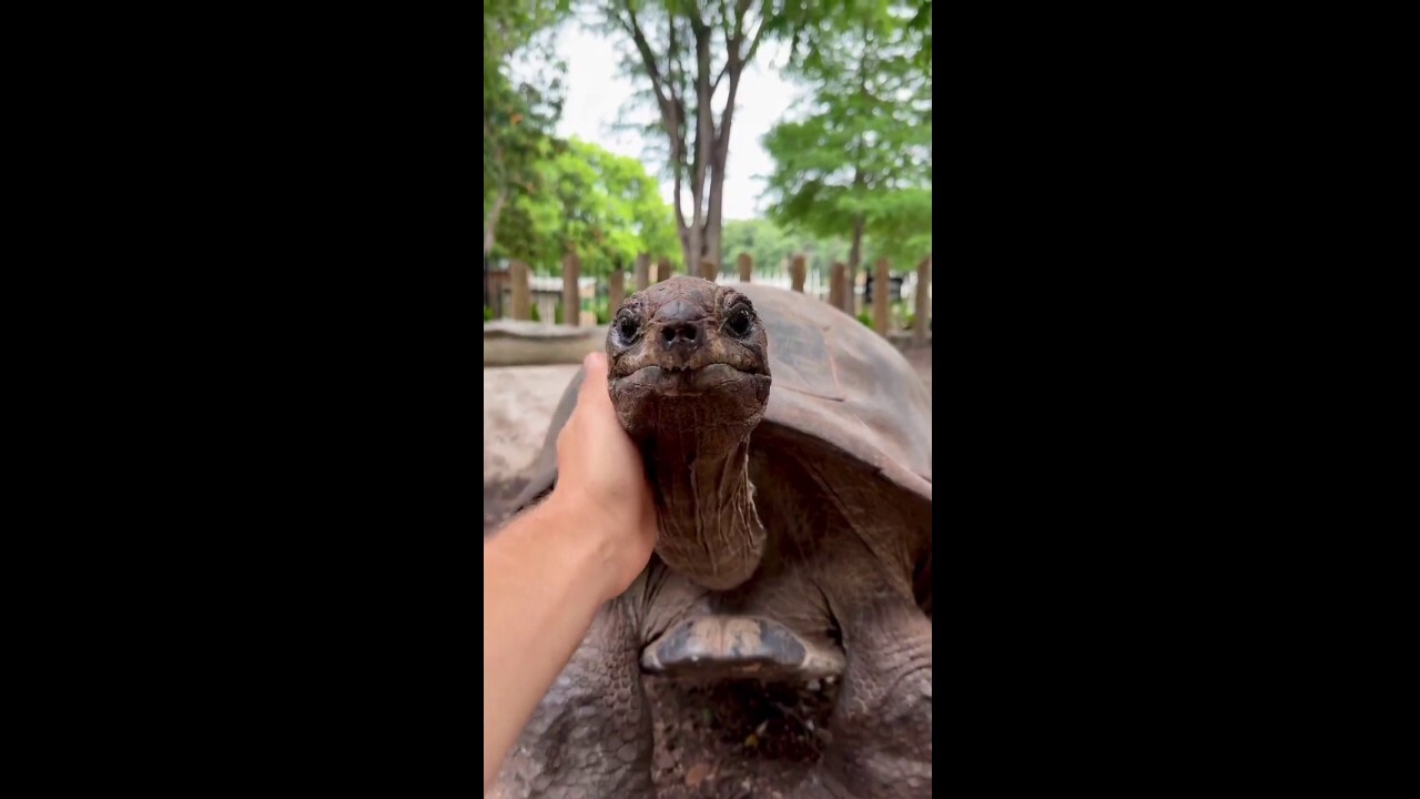 Tortoise ‘pushing 150 years old’ at San Antonio Zoo celebrates her birthday