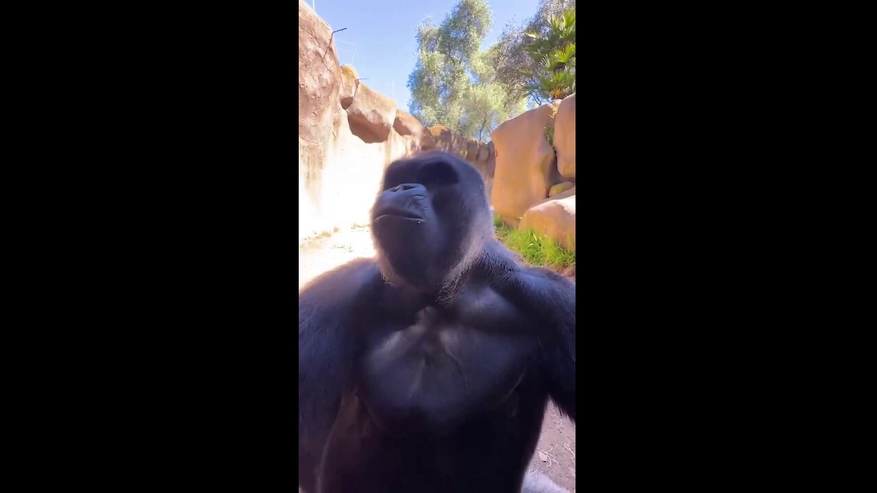 Gorilla gets camera ready at local zoo