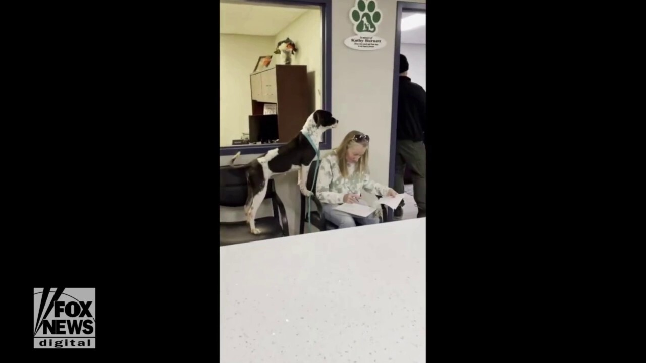 Dog joyously wags her tail as new owner signs adoption papers