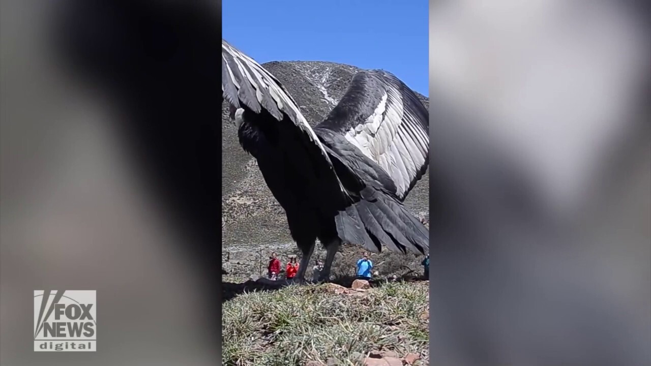 Rehabilitated Andean condor released back into the wild