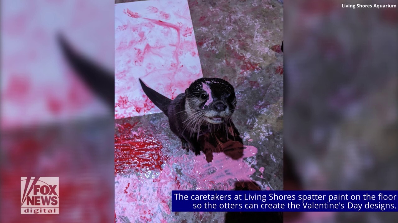 Otters at New Hampshire aquarium ‘paint’ their own Valentines