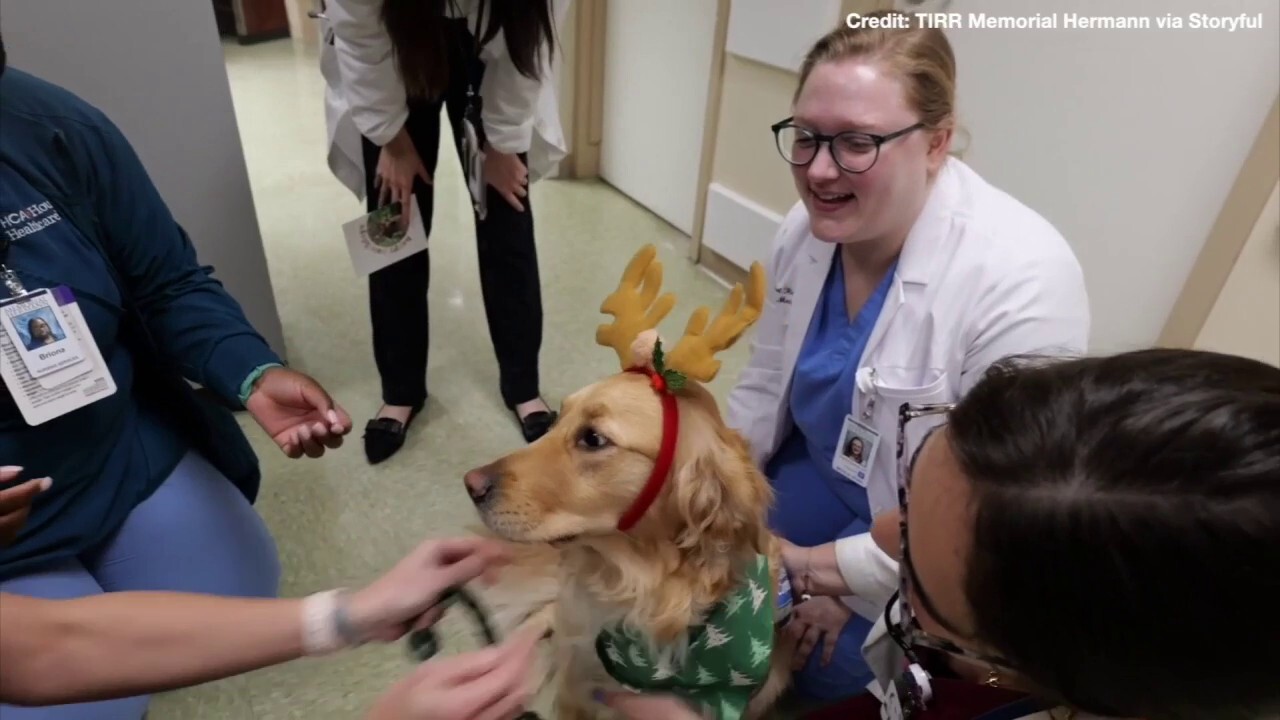 Therapy dog brings Christmas joy to hospital patients