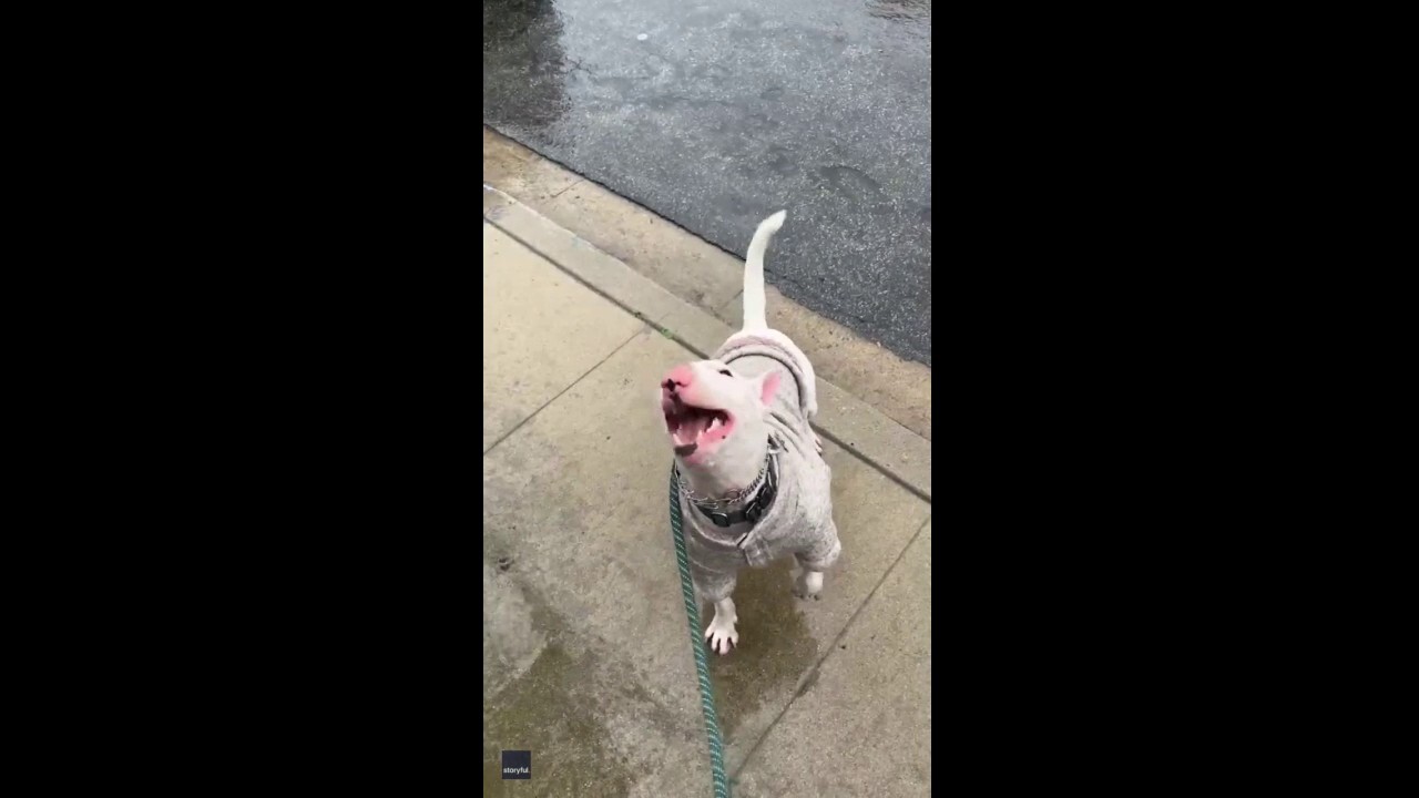 Cute puppy experiences rain for the first time