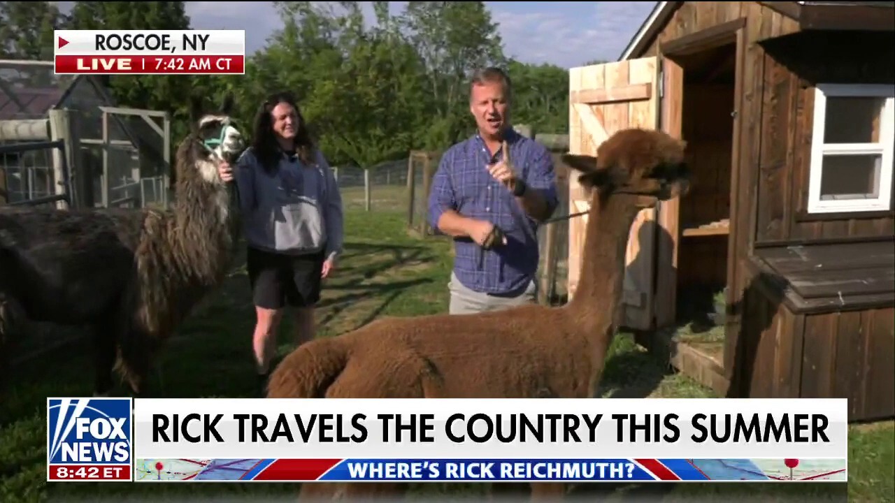 Rick Reichmuth makes friends with an alpaca pack in the Catskills