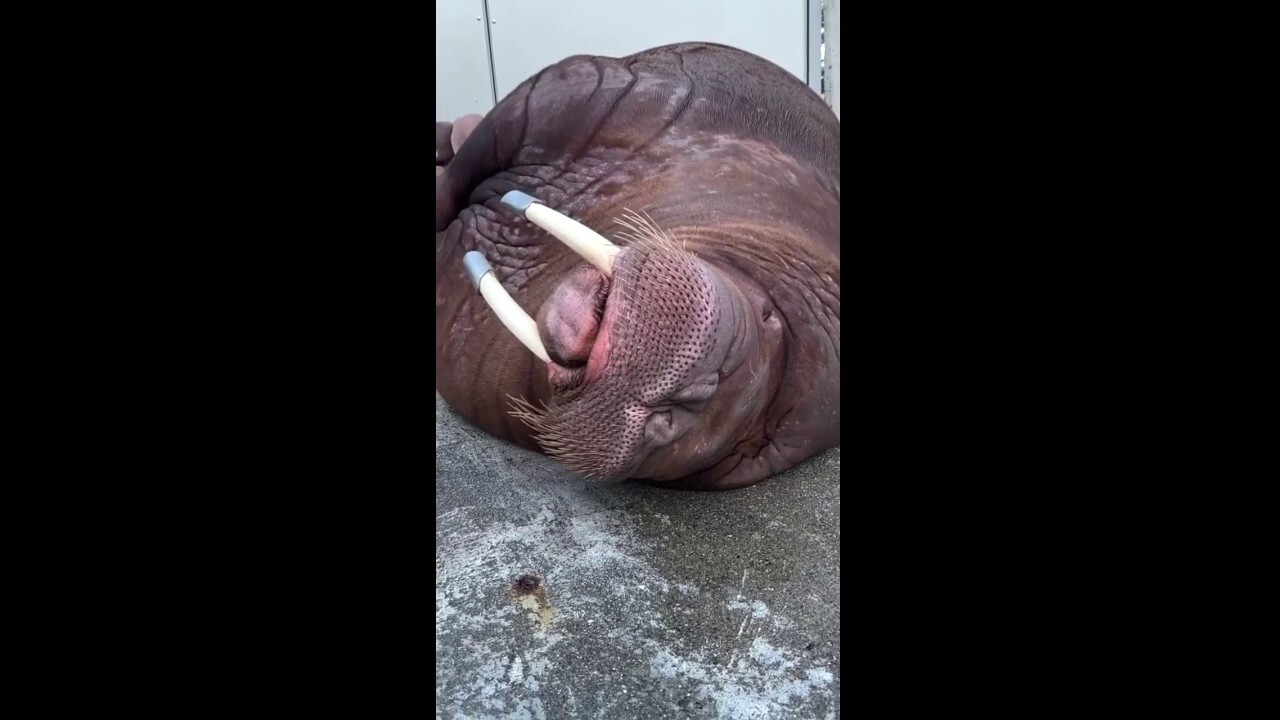 Walrus is caught snoring up a storm at the zoo in Tacoma, Washington