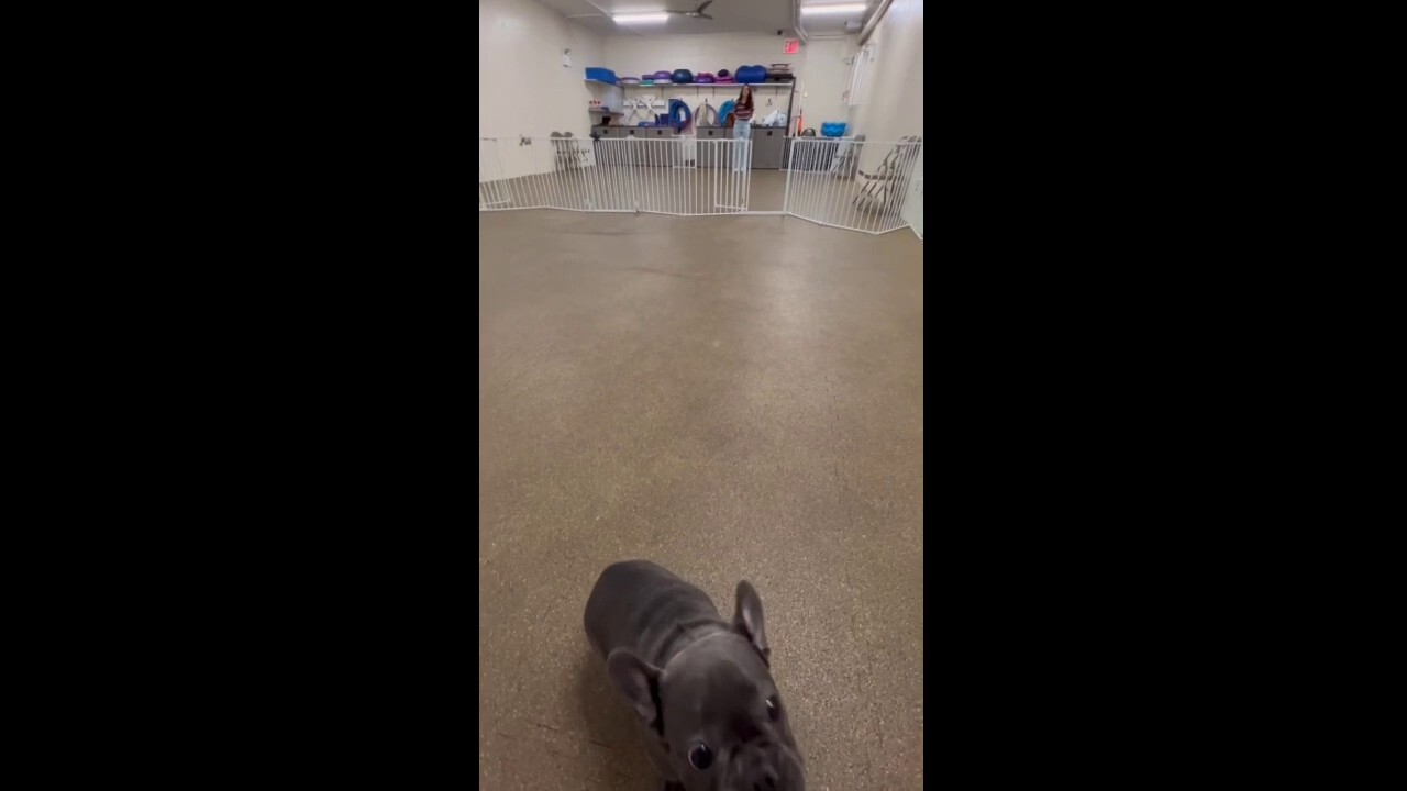 Puppy learns hand targeting foundation behavior