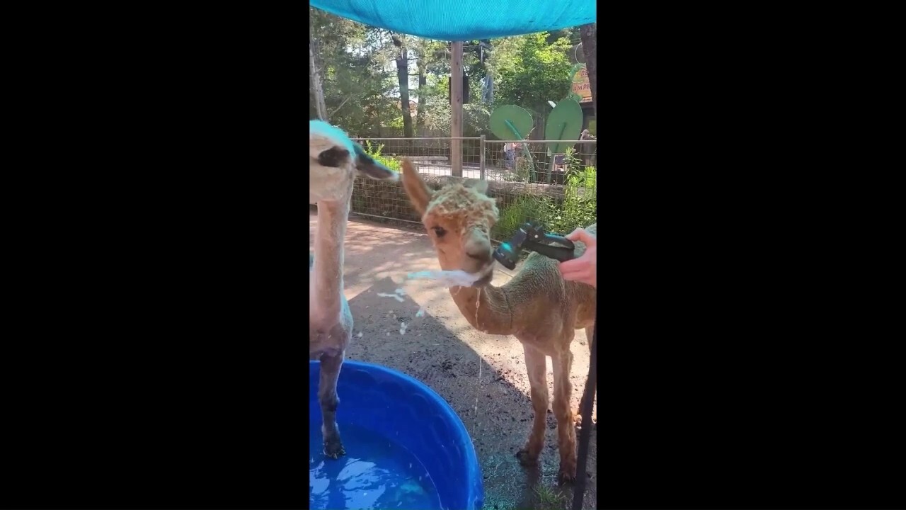 Alpacas have pool party to cool off in summer heat at Philadelphia Zoo 