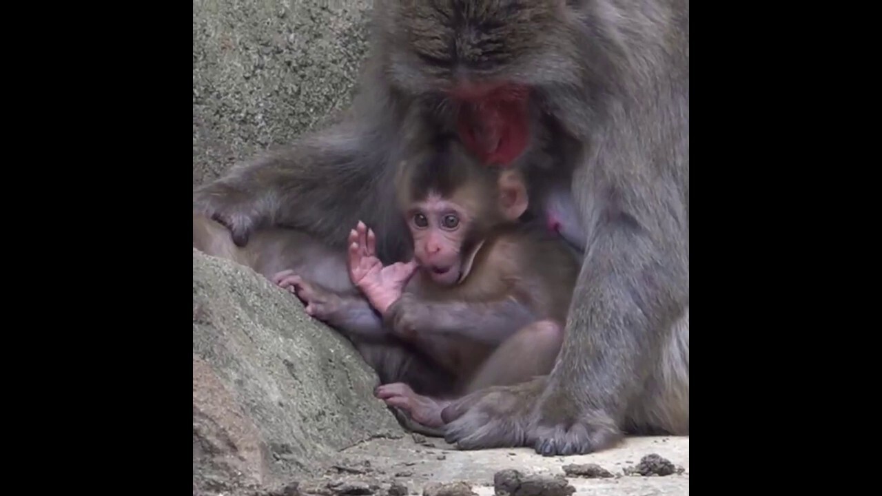 Japanese macaque baby plays under mom's watchful eye at Milwaukee County Zoo