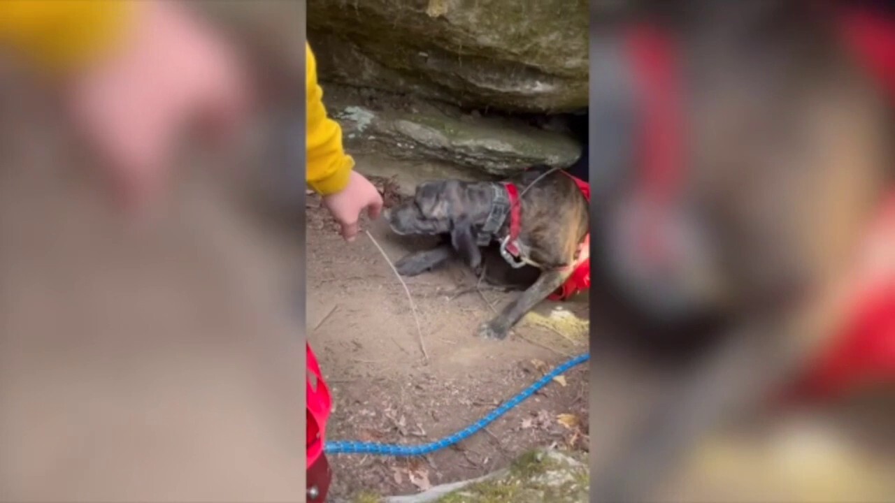Tennessee dog rescued from cave with 200 pound bear lurking nearby