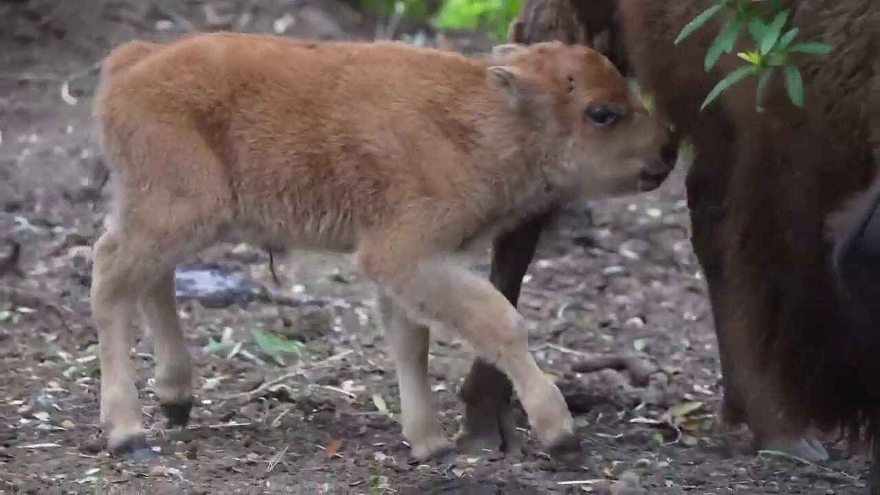 Oakland Zoo welcomes three new baby bison to the herd