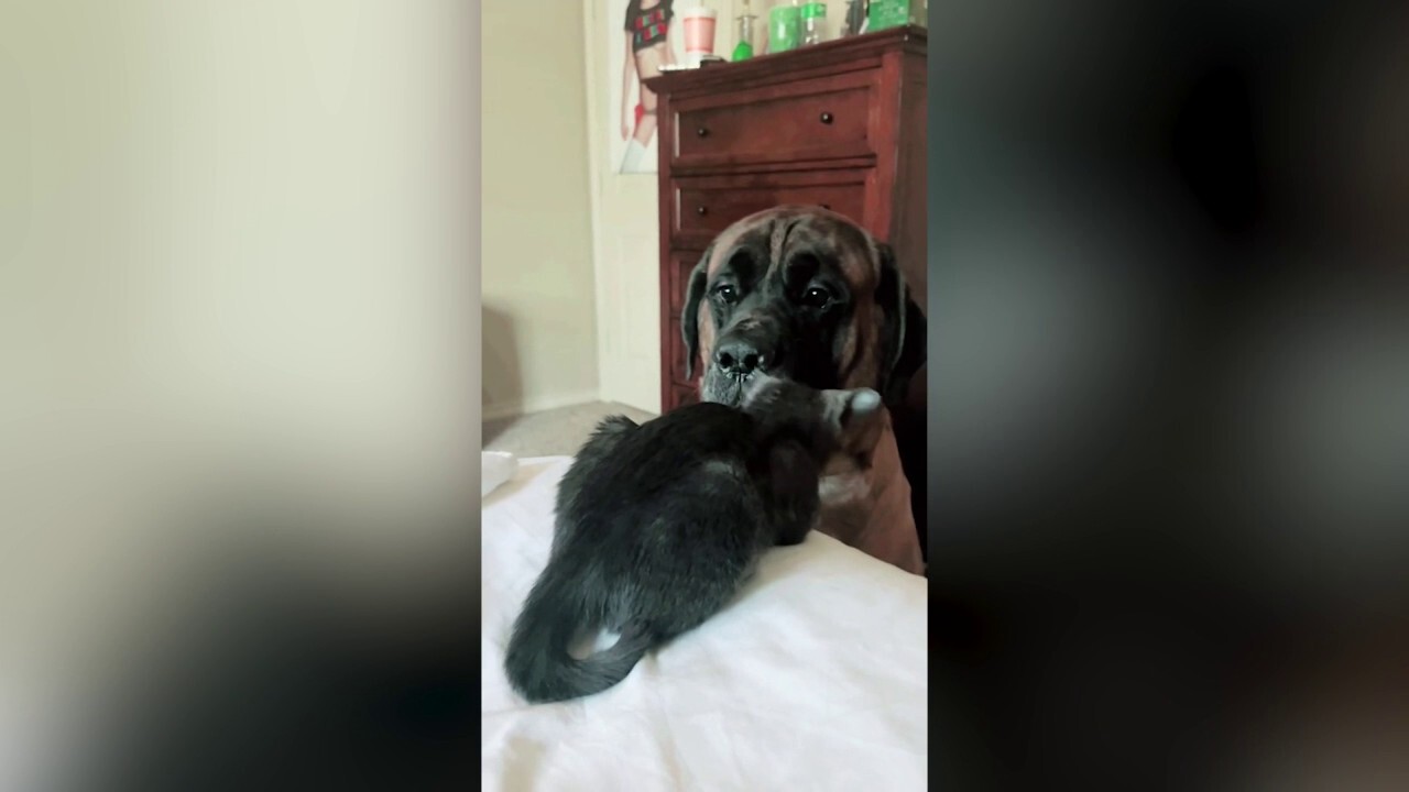 Watch as a 200-pound dog isn't sure what to make of new kitten sibling