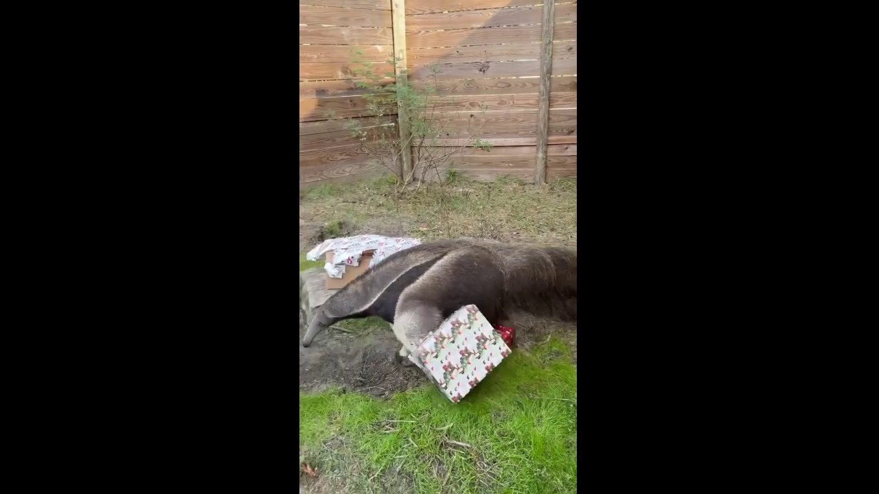 Anteater tears into Christmas gifts during zoo holiday video attempt