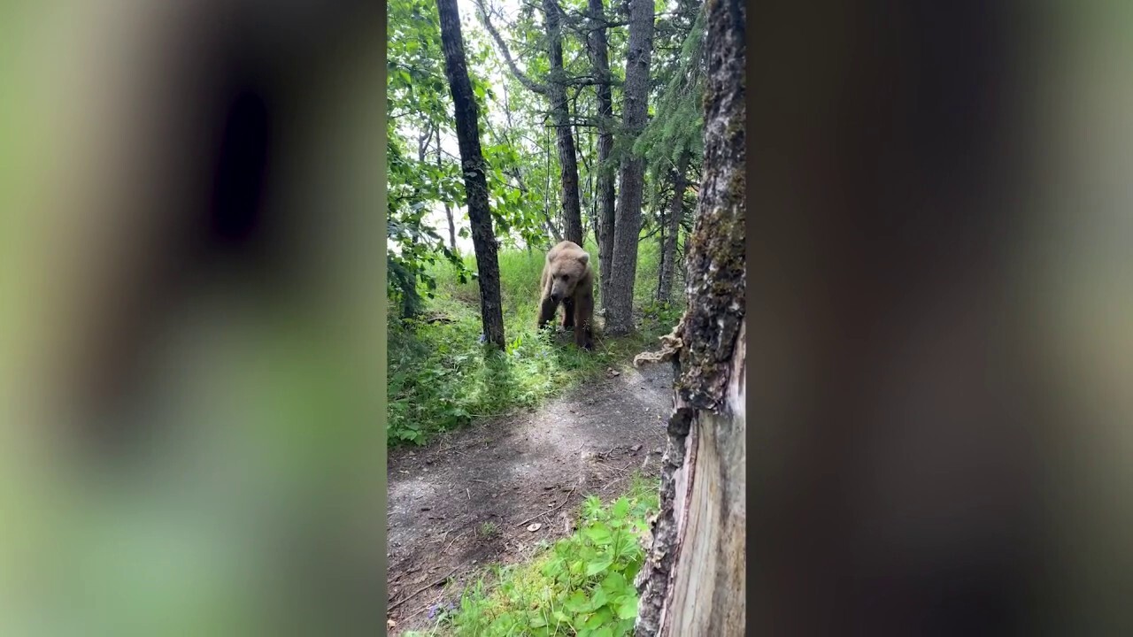Мъж от Юта, изумен, когато мечка гризли нахлу в къмпинга в Аляска, казва, че „може да я е докоснал“