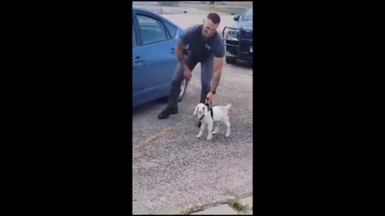 Police try training a goat as new recruit