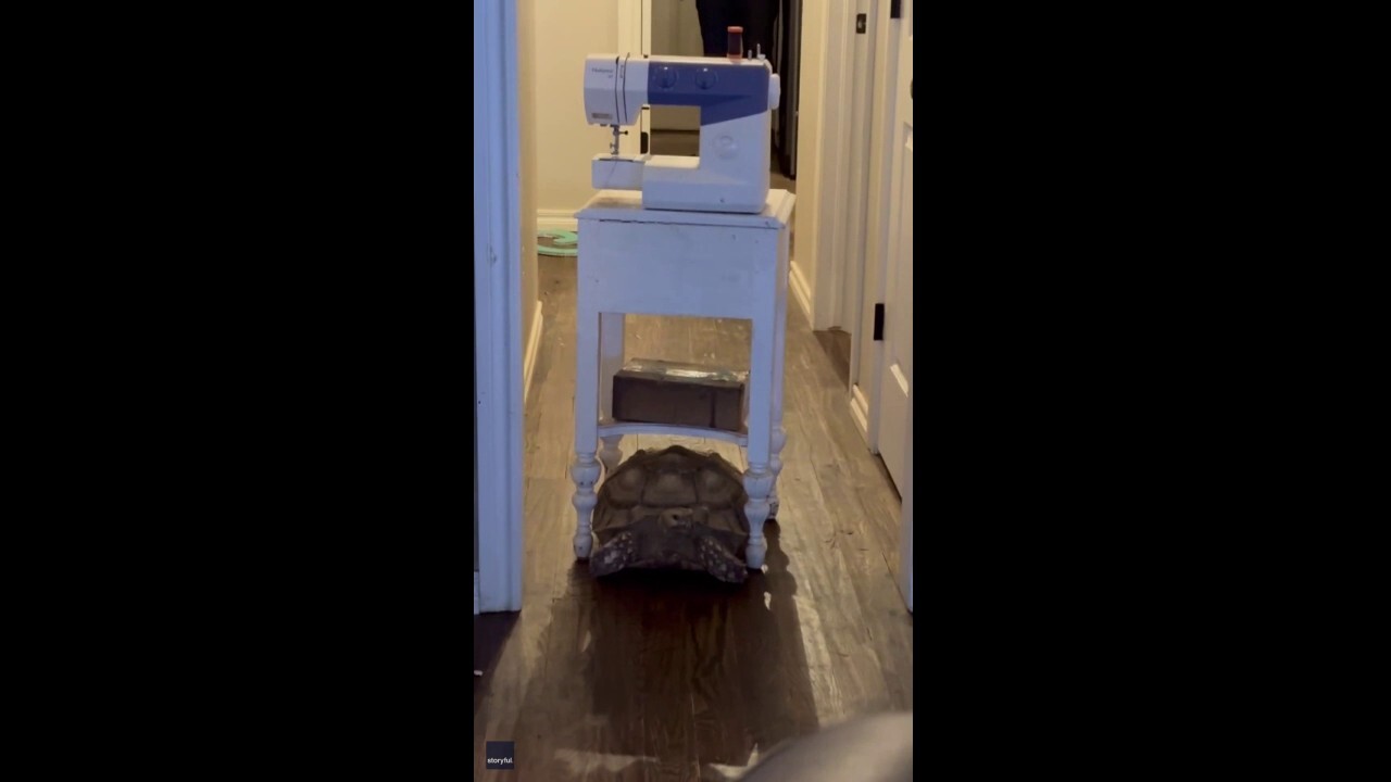 Tortoise drags cabinet with sewing machine on it all the way down hallway