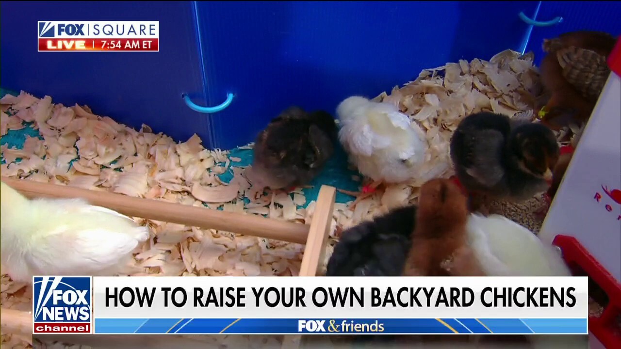 Raising backyard chickens: How to start a flock 