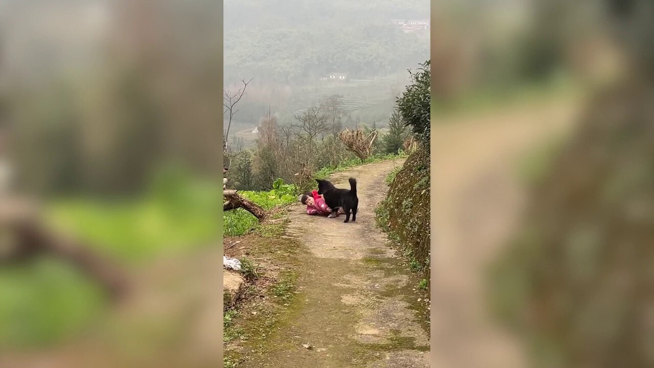 Family dog comforts toddler after she takes a rocky tumble