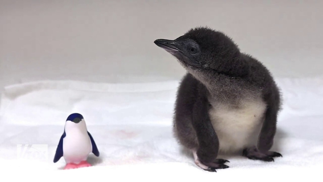 Награда от 10 пиленца африкански пингвин се излюпи за малко