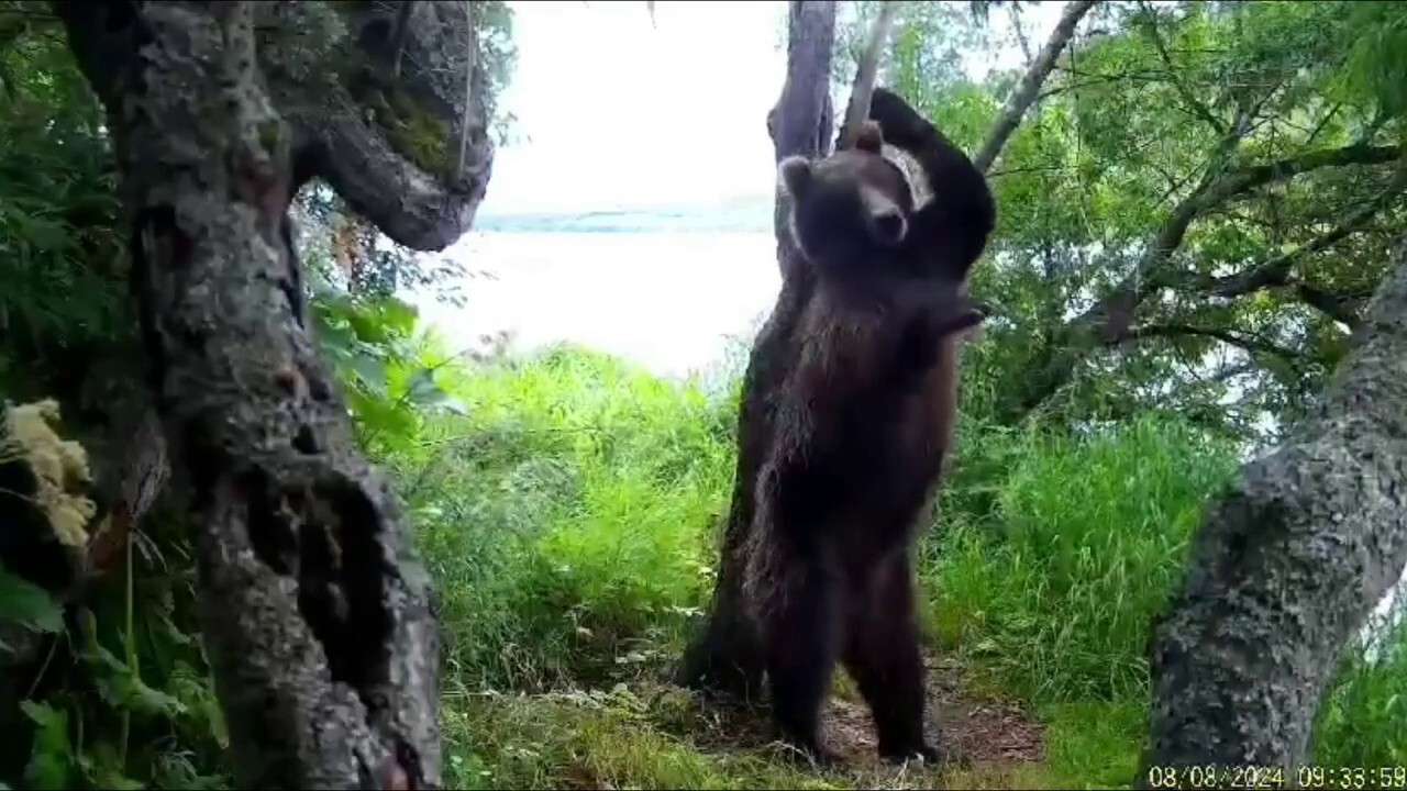 Dances with bears? Cub in Russia captured on video scratching his back on nearby tree