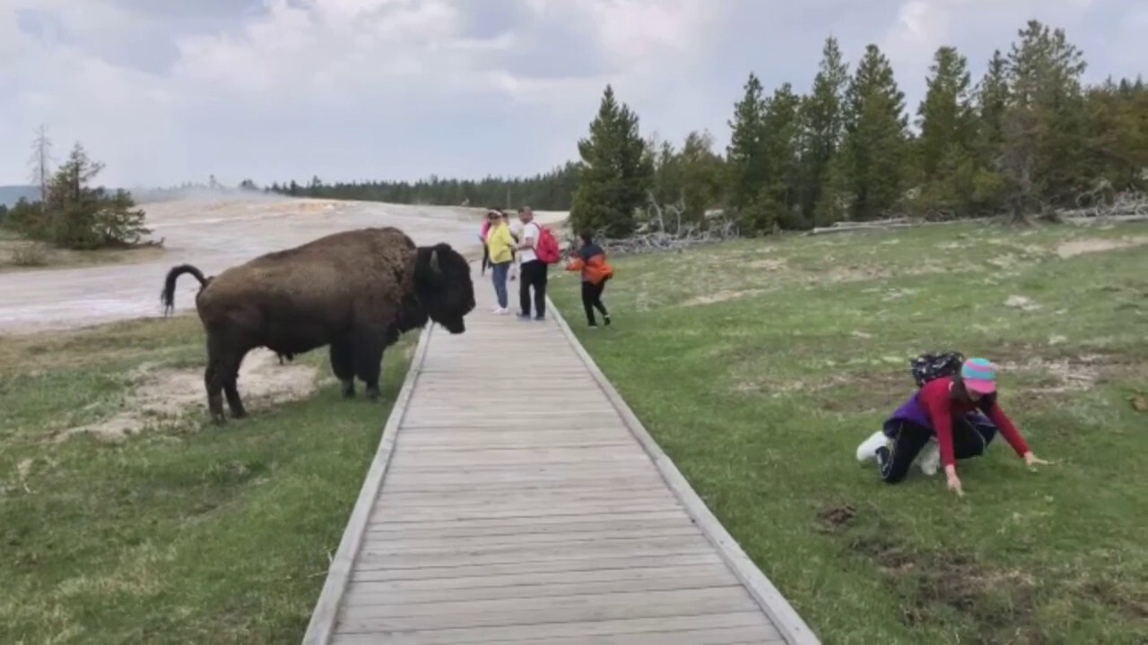 Bison snaps at Yellowstone tourist who got too close