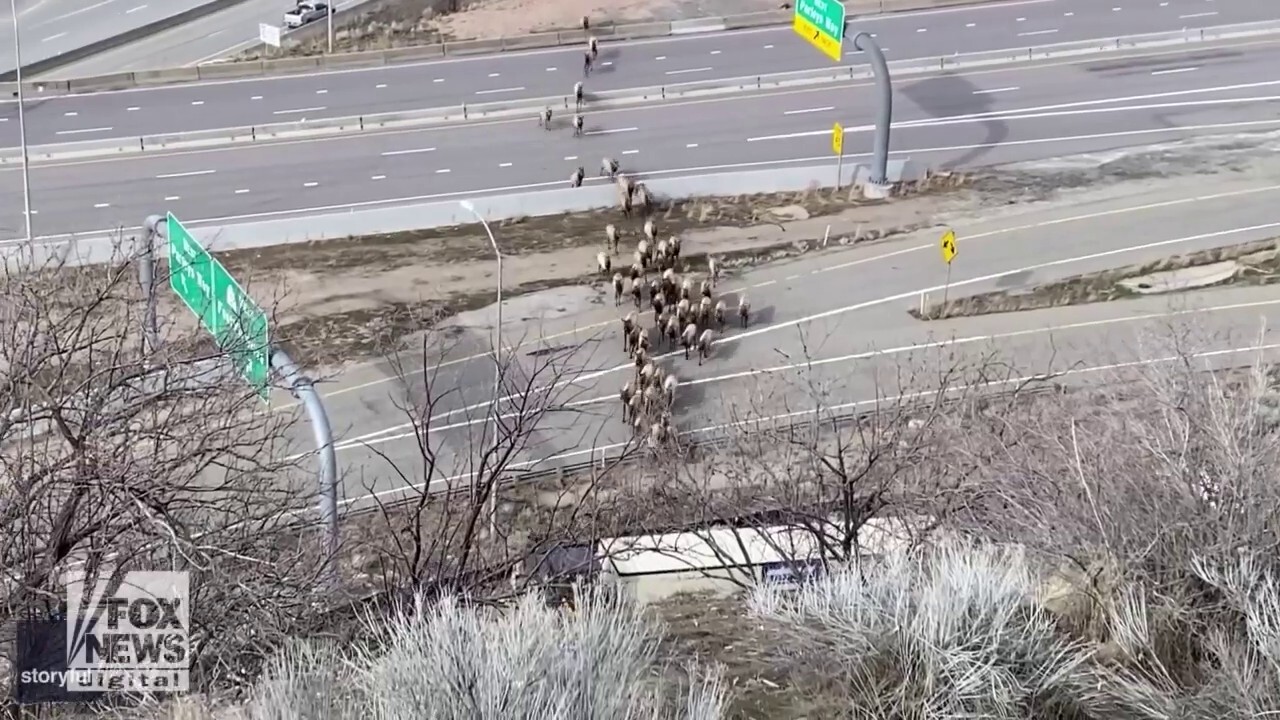 Dozens of elk cross major highway in shocking video