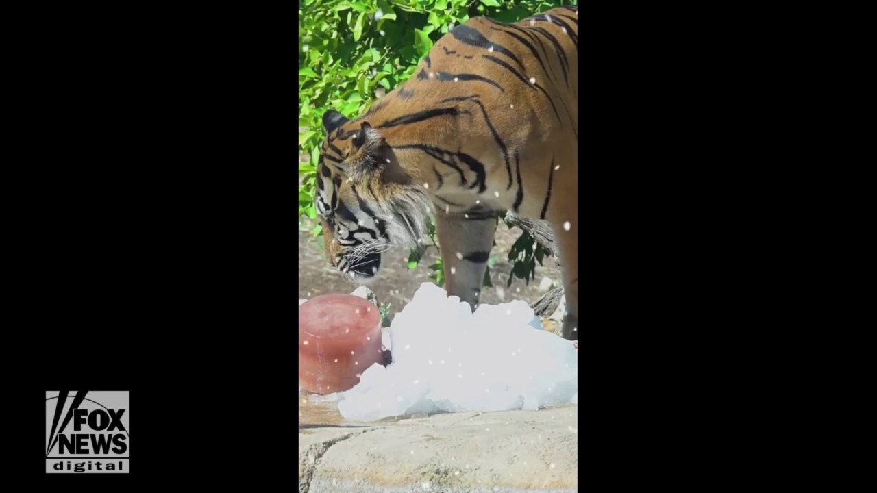 Animals enjoy summertime snow day at Phoenix Zoo