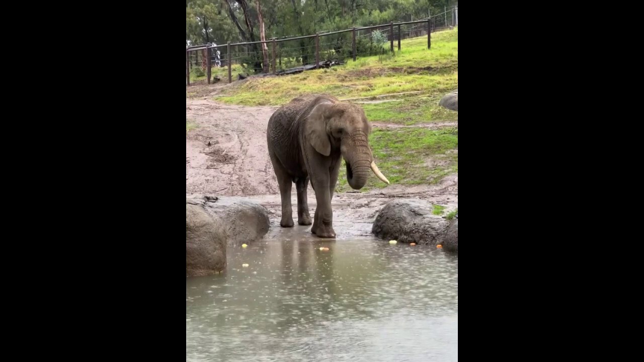 Elephant enjoys 'pumpkin bobbing' during rainy day