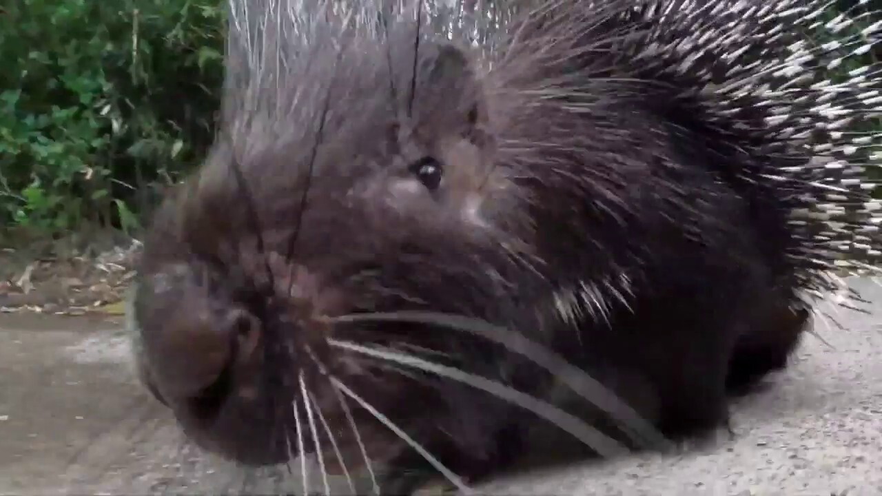 Nolina the porcupine celebrates her 20th birthday at the Oregon Zoo
