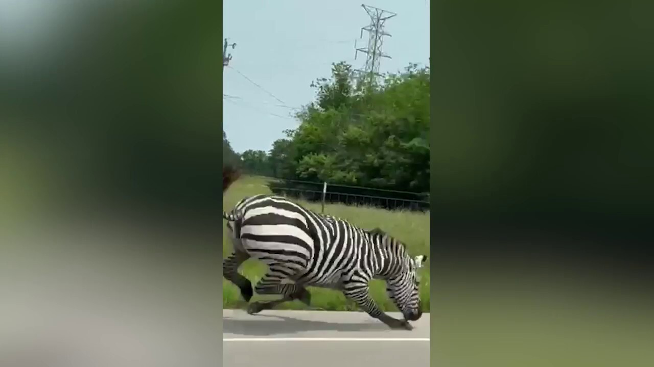 Escaped zebra caught on video scampering along roadway