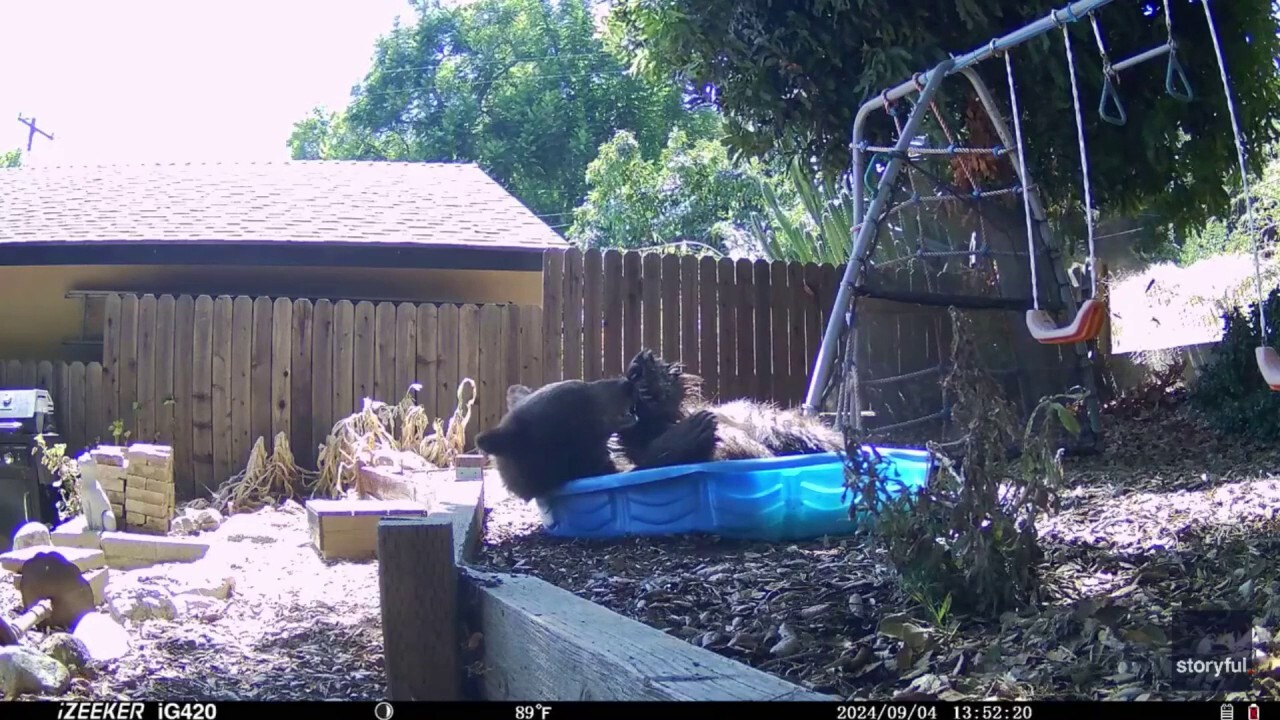 Bear squeezes into plastic kiddie pool to cool off on warm day