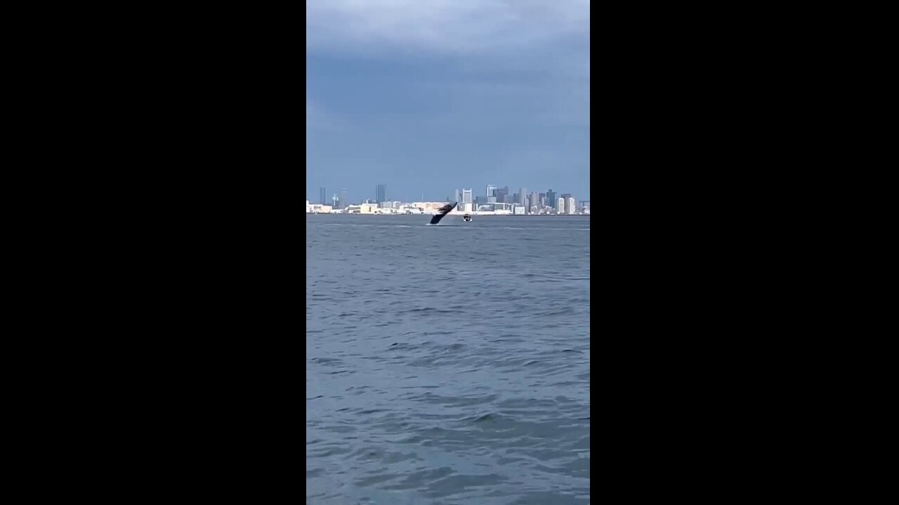 Humpback whale breaches in Boston Harbor