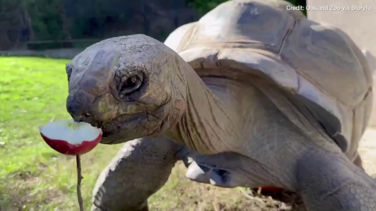 Apples donated by Pixar employees make great feast for zoo animals