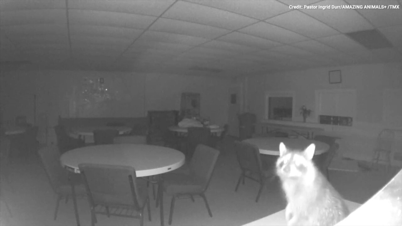 Watch as a curious raccoon ends up in a local church - see the funny video! 