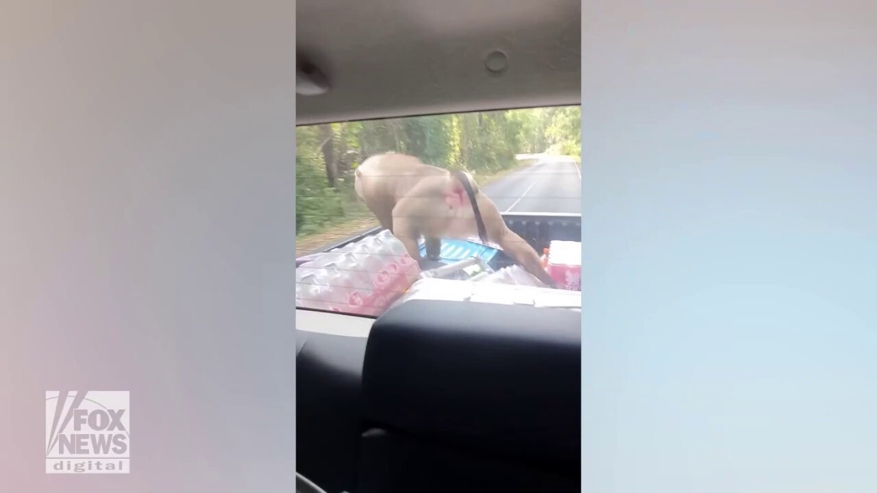 Monkey seen stealing food from back of moving pickup truck