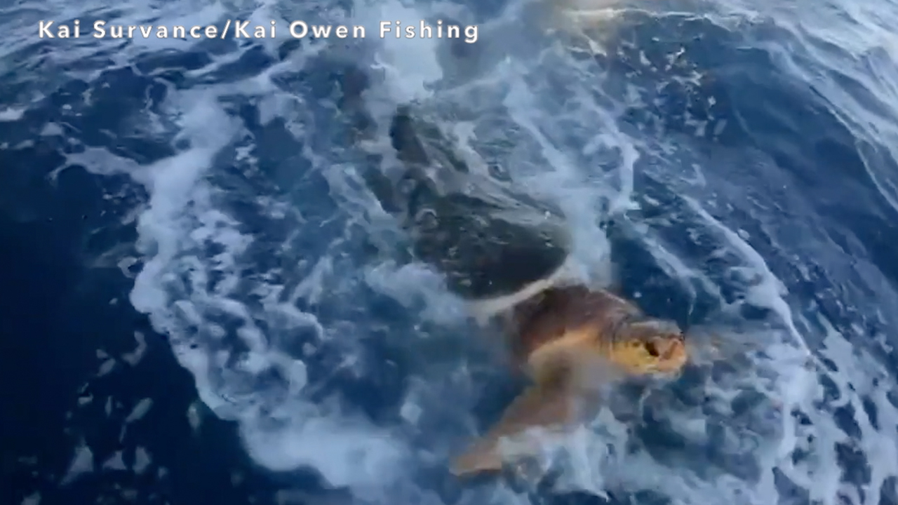 Fishermen rescue sea turtle from jaws of tiger shark, wild video shows