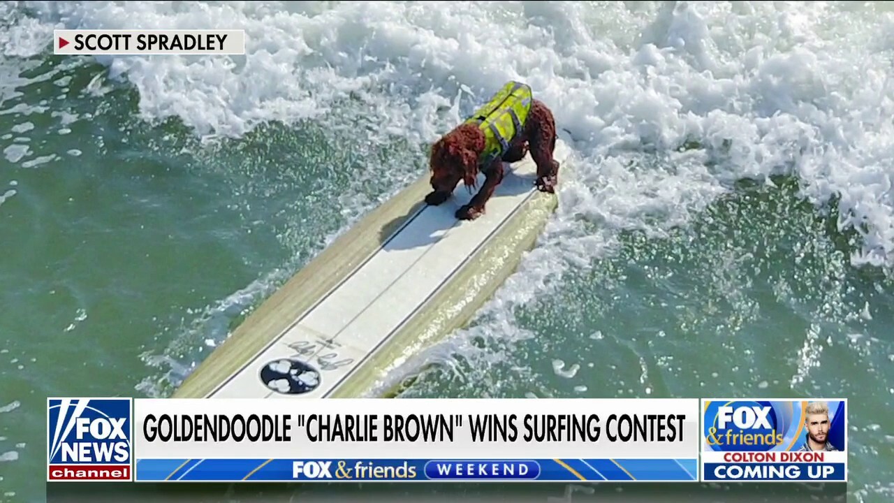 Mini Goldendoodle wins surfing contest in Florida