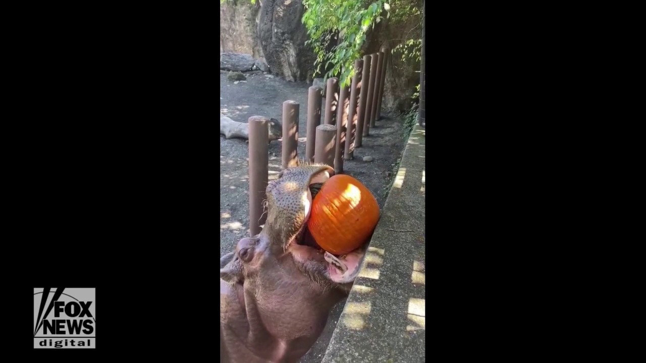 The Philadelphia Zoo's hippos celebrate the fall season by crunching pumpkins