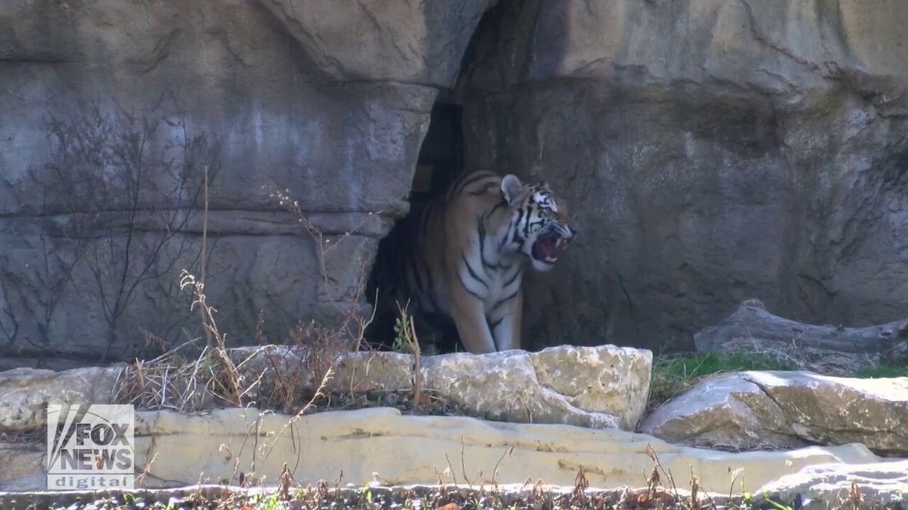 Tiger cubs discover the outdoors after taking first steps in new habitat