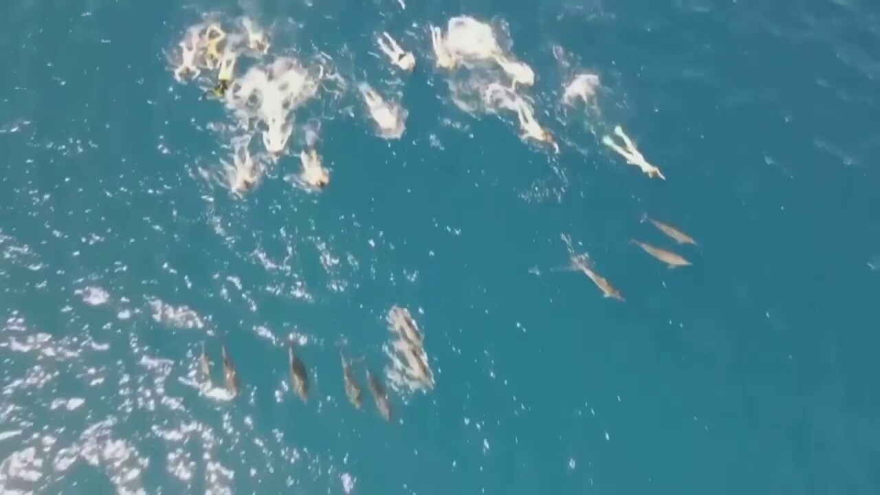 33 swimmers in Hawaii harassed pod of dolphins, authorities say