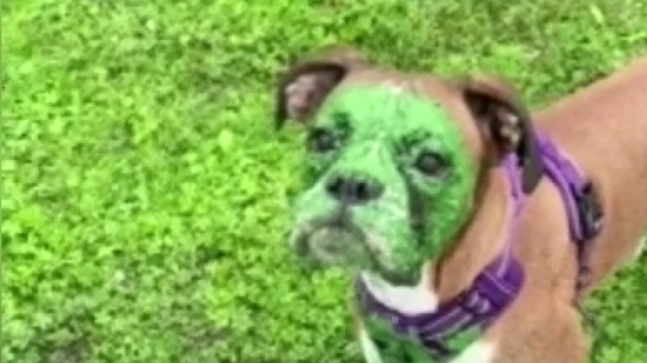 Dog in Nottingham, England resembles Incredible Hulk after dunking head in algae-covered lake