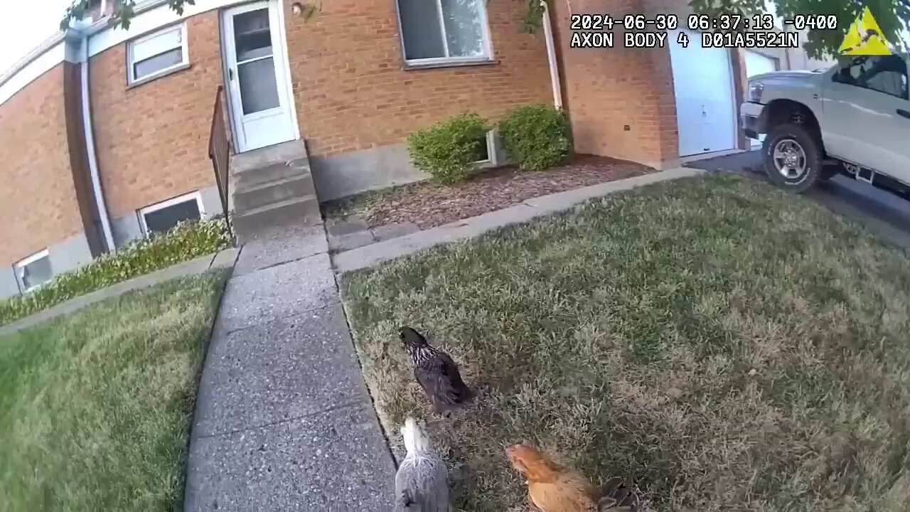 Police officers in Ohio called to wrangle loose chickens