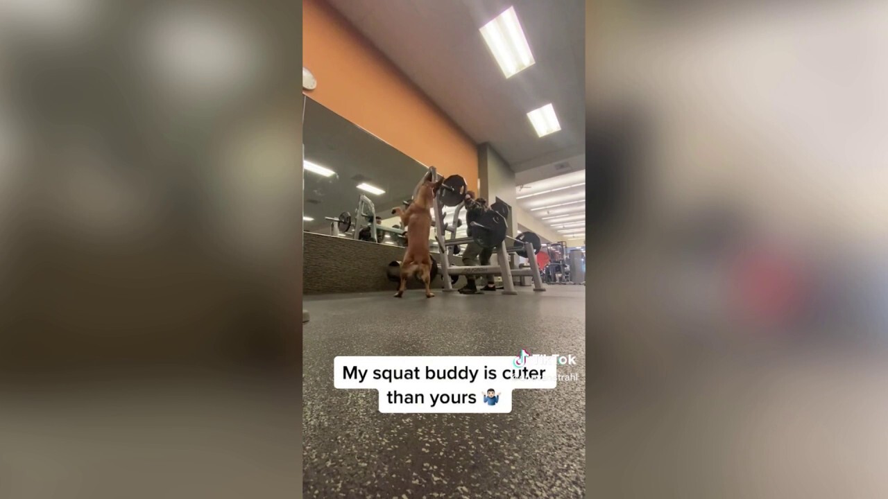 'Squat buddy' dog 'works out' with its owner at gym
